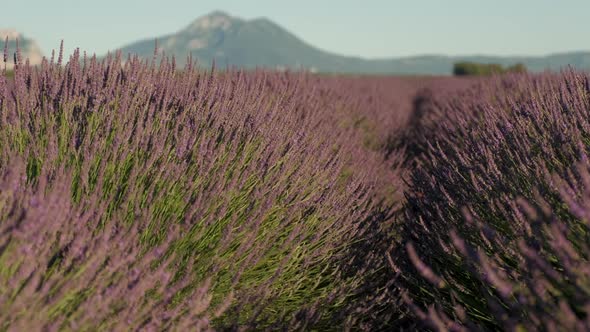 Blossoming lavender field flowers agriculture