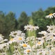 Daisy Flowers Dancing In The Wind - VideoHive Item for Sale