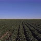 Flying Above Soy Bean Field - VideoHive Item for Sale