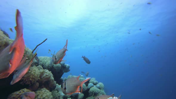 Colorful Tropical Fishes Seascape