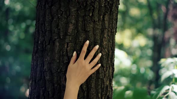 Girl Gently Touch Tree Bark. Woman Enjoying In Wood. Female Hand Strokes Bark Of Pine.