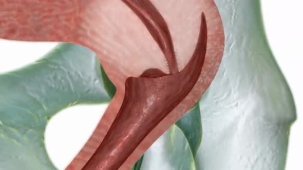 Female Reproductive System 3d Anatomy