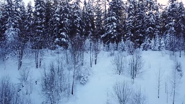 Sun Breaks Through Between the Pines. Aerial View