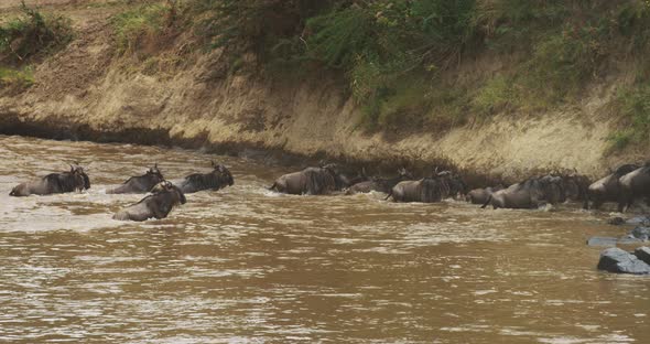 Gnus getting out of a river