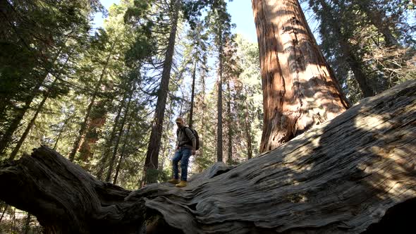Sequoia Forest Hiker