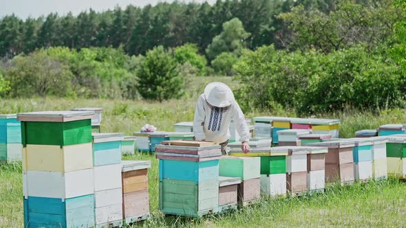 Beekeeper is working with bees and beehives on the apiary. Frames of a bee hive