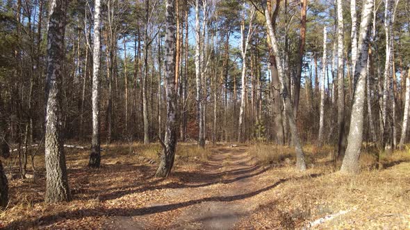 Forest with Trees in the Fall