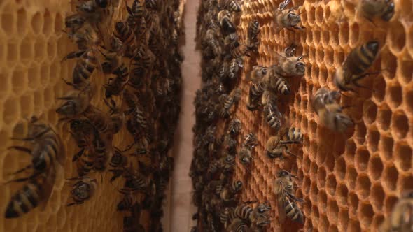 Inside a beehive. A honeycomb close up, a honey bee colony. Organic beekeeping
