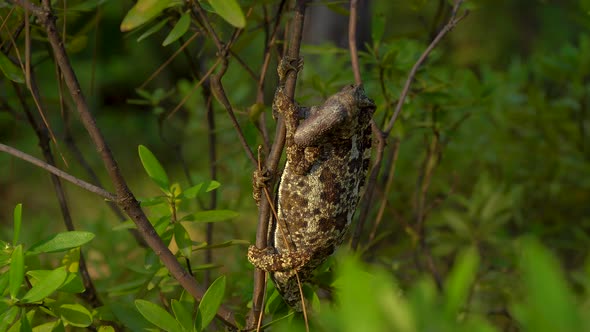 Chameleon on Tree