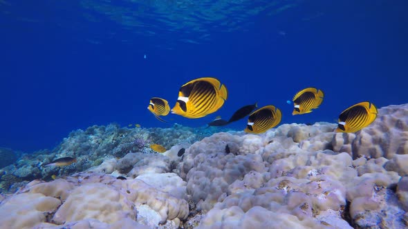 Tropical Fish Underwater Coral Reef