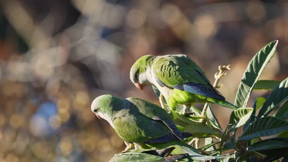 A group of Monk Parakeets ( Myiopsitta monachus) perching on a tree while feeding on medlar fruits