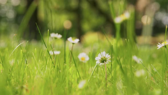 Dandelion Flowers After Blooming on Summer Field