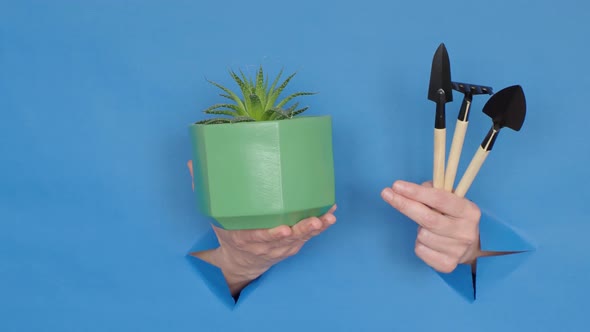 homemade plants and tools in hand, on a blue background