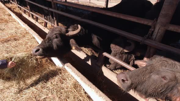 The Child Feeds The Cattle