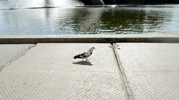 Pigeon Walks on Embankment Near Lake with Watering System