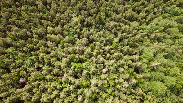 Dense deciduous fresh green forest in summer day - top down view