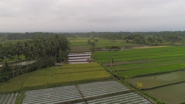 Rice Terraces and Agricultural Land in Indonesia