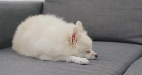 Pomeranian dog feel tired and sleep on sofa