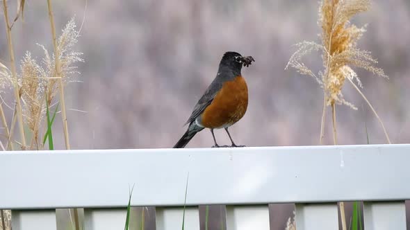 An adult American Robin perches on a fence with a mouth full of live worms in a beautiful setting wi