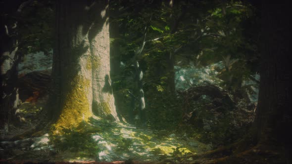 Old Trees with Lichen and Moss in Green Forest