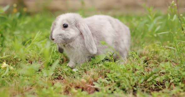 Rabbit Eating Grass in a Meadow