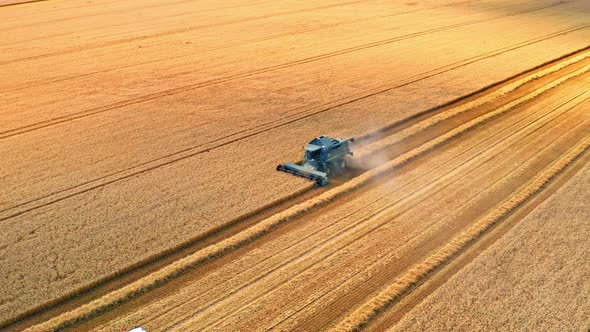 Harvester harvesting seed, aerial view in summer