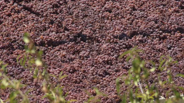 Raisin Grapes Drying in a Pasero