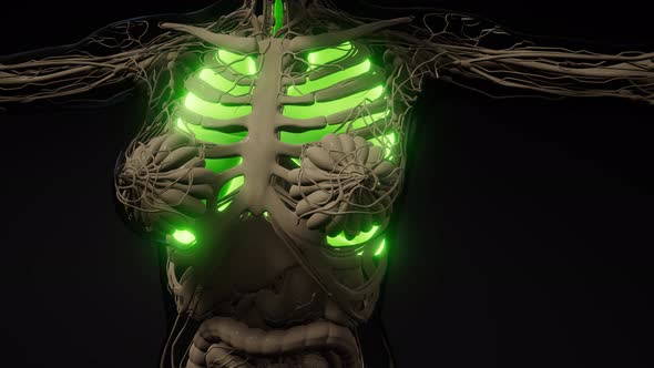 Human Lungs Radiology Exam alt