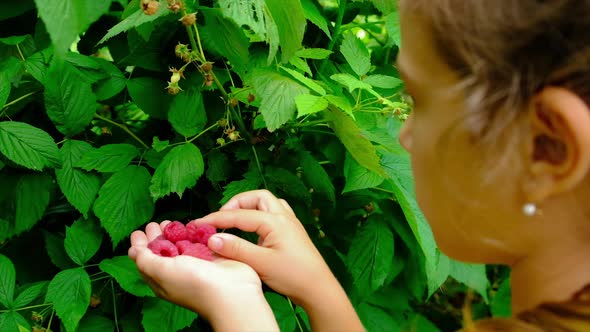 The Child is Harvesting Raspberries in the Garden