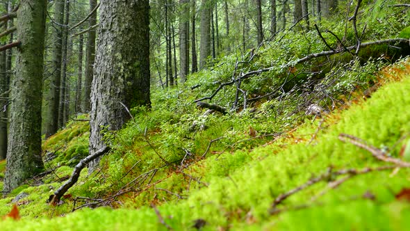 Mountains and Stones Overgrown with Moss and Trees