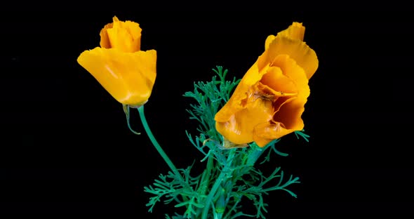 Blooming California Poppy Flowers. Eschscholzia Californica. Bright and Airy on a Black Background