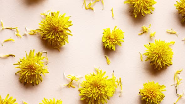 Yellow Dandelion Flowers on a Pastel Pink Background in a Scattering
