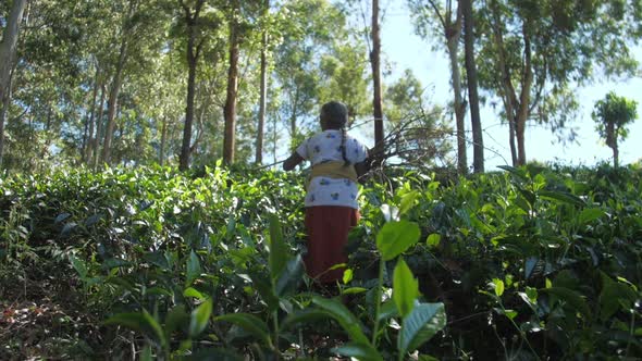 Old Woman with Brushwood Walks in Forest Slow Motion