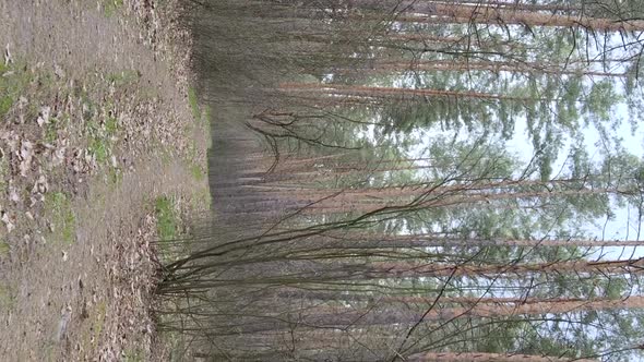 Vertical Video of a Road in the Forest Slow Motion