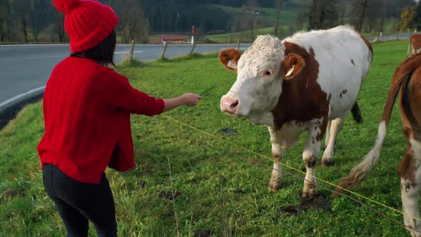 Asian Girl in Red Hat Woman Hand Pet a Cow