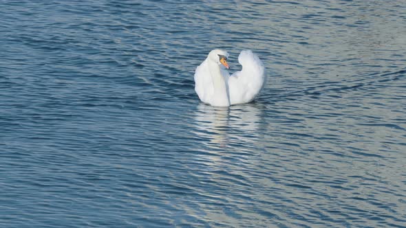 A single swan with aggressively raised wings swims from a distance towards the camera in calm waters