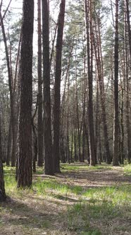 Vertical Video of Beautiful Forest Landscape Aerial View