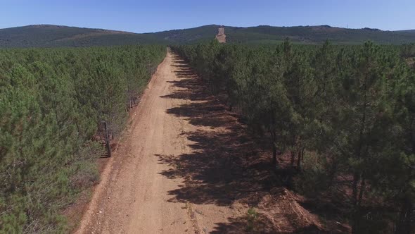 Fliying Over Firebreak, Aerial View with Pine Tree Forest