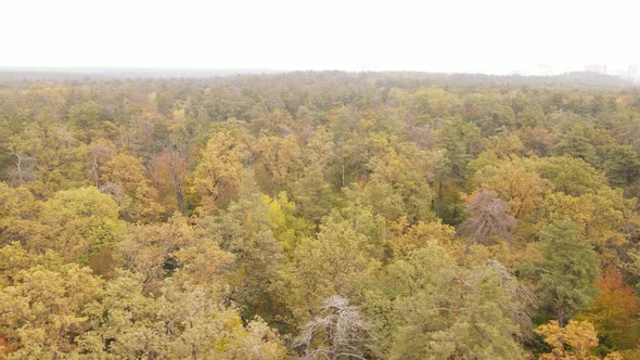 Autumn Forest Landscape with Trees By Day