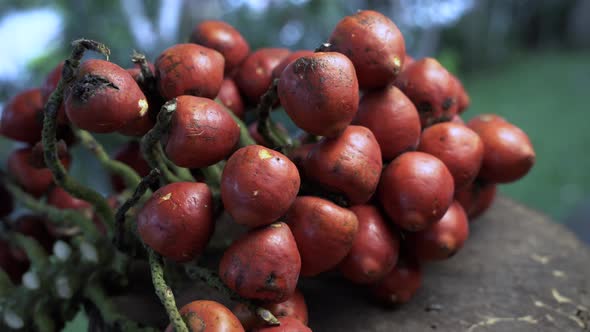 Close up tilt down shot of chonta fruit from peach palm in Ecuador in prores 4k