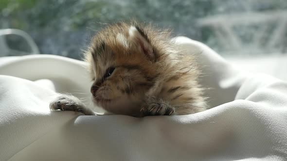 Cute Kitten Sitting On White Fabric Under Sunlight Slow Motion