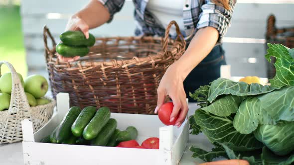 Farmer Female Hands Putting Cucumber and Tomatoes Into Box