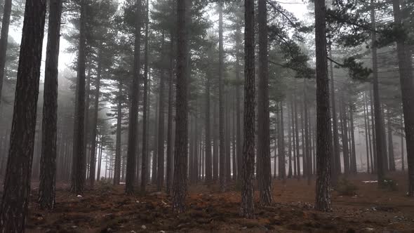 Texture of the misty forest aerial view background 4 K