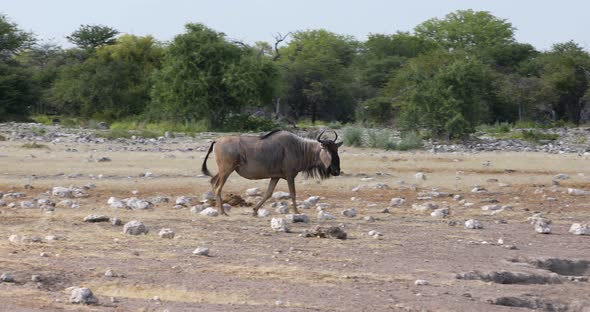 Blue Wildebeest Gnu, Namibia Africa wildlife safari