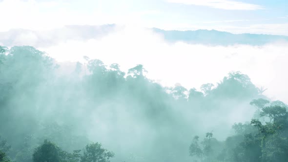 Flying through a tropical forest covered in fog showing the trees of the Amazon