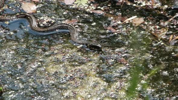 Snake in Swamp Thickets and Water Algae Closeup Serpent in River