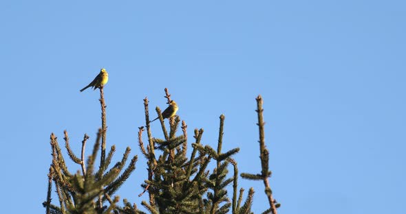 European greenfinch - Carduelis chloris