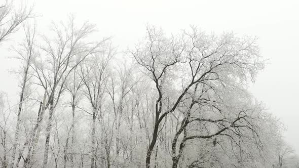 Frozen Trees