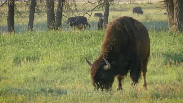 Wild American Bison Grazing in a Meadow