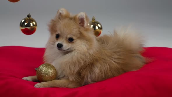A Playful Pomeranian Pygmy Spitz Lies on a Red Blanket and Plays with a Christmas Tree Ball
